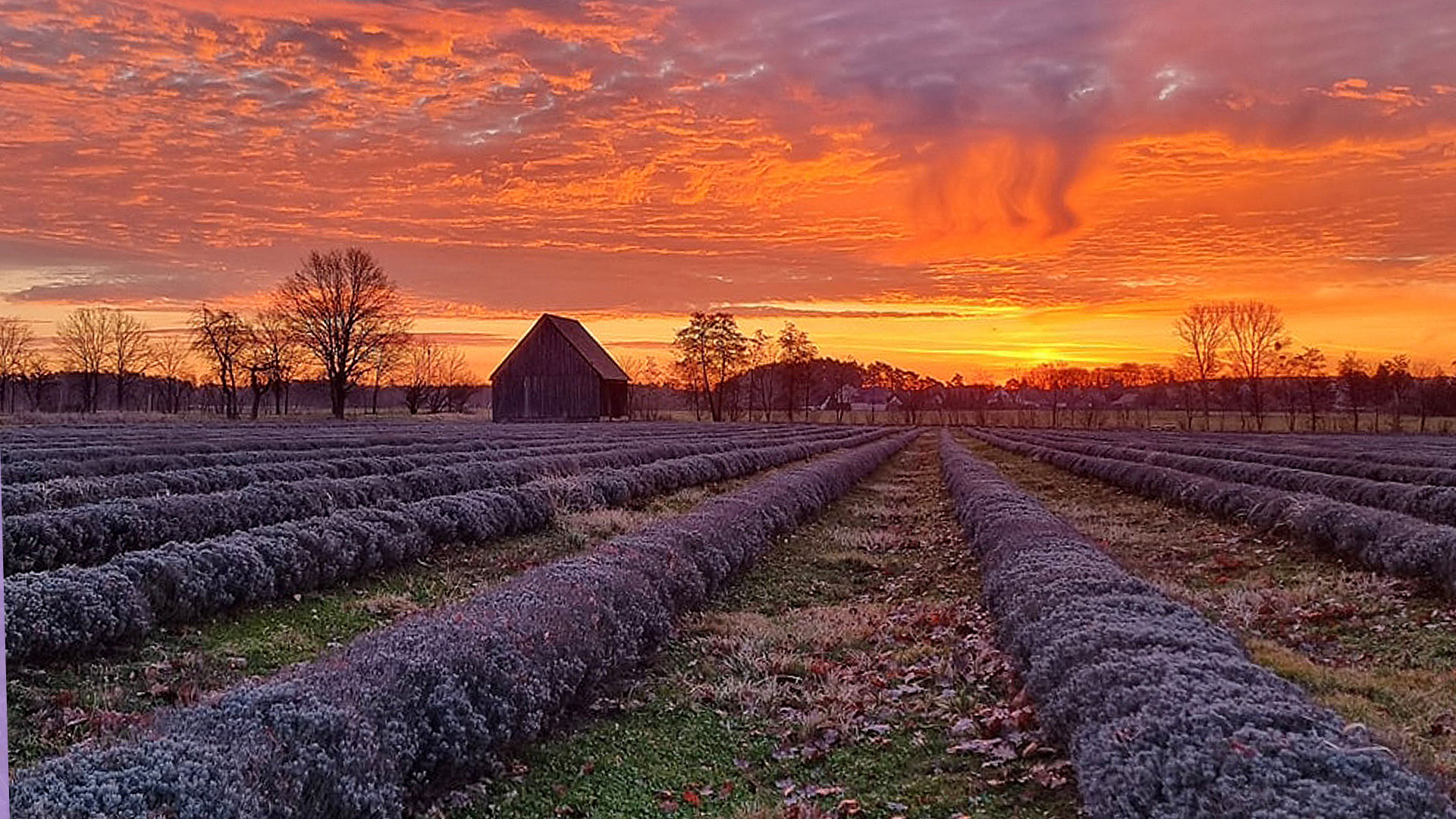 abendrot Lavendelfeld bei Sonnenaufgang