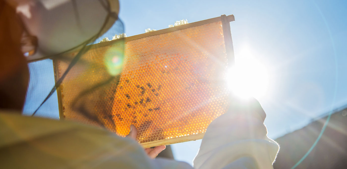 kategoriebild_agrarprod Imker hält einen Bienenwabe vor die Sonne